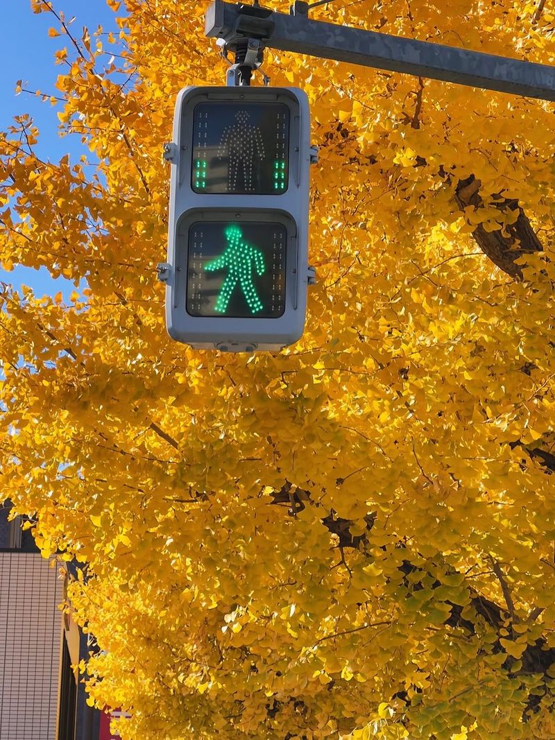 A green pedestrian signal framed by golden ginkgo leaves