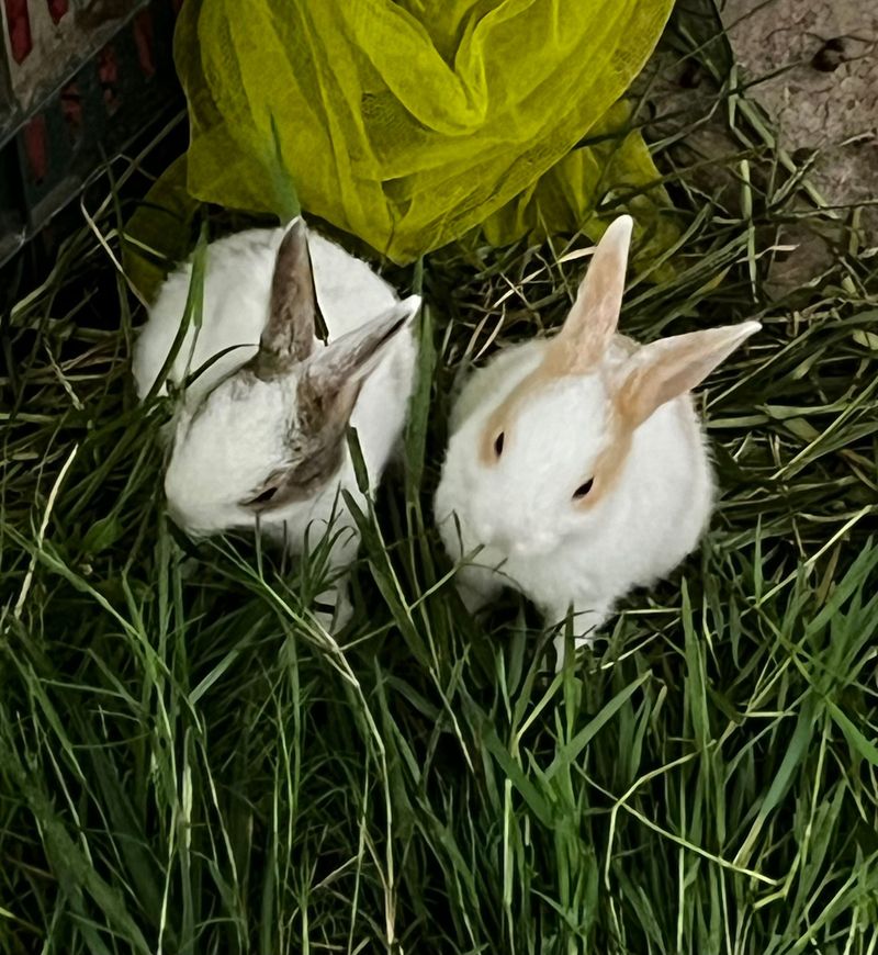 Two white rabbits sitting together in the grass