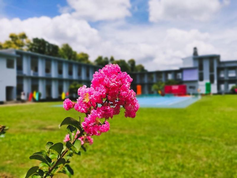 Bright pink flowers in focus against a blurred campus courtyard