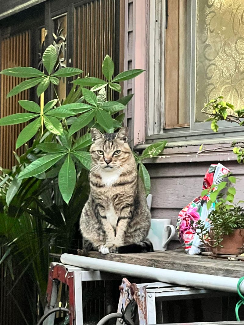 A tabby cat sitting beside a collection of potted plants