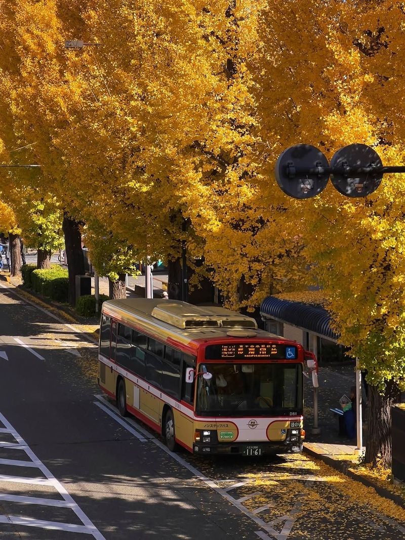 A red bus driving along an avenue of autumn trees