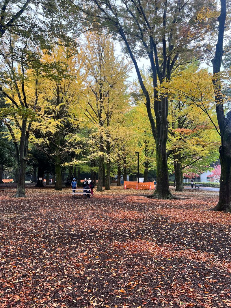 A park walkway carpeted with fallen autumn leaves