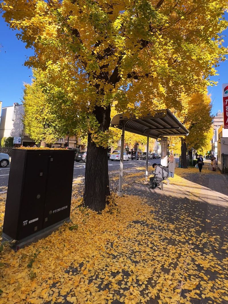 A leaf-covered Tokyo sidewalk beside a small street shelter