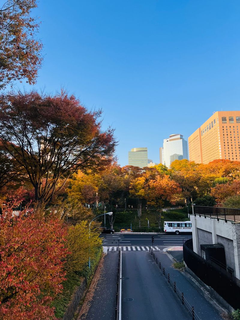 A descending city road framed by colorful autumn trees
